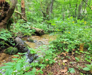 4i chata v lese pri potôčiku Krpáčovo Nízke Tatry